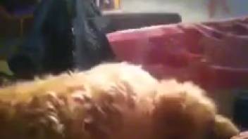 Plush animal banging an obedient woman on webcam