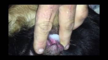 Collection of top bestiality gaping scenes with sexy animals