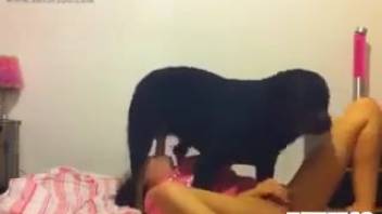 Dark-haired woman performs deep oral on a canine's penis in front of the camera
