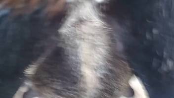 Astonishing zoophilia pounding with a steamy orifice