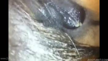 Collection of the ultimate bestiality imaginable