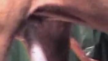 Detailed close-ups of a cum-filled vagina and a well-endowed dog