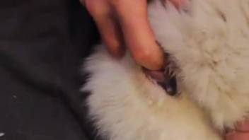 Guy with cock ring banging a creature's snug opening