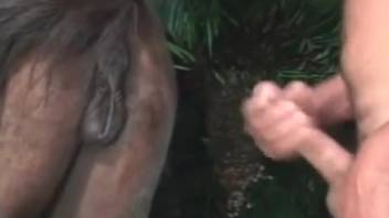 Guy shoves his rock-hard boner into a female horse's pussy