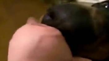 Compilation of POV handjobs and blowjobs with puppies