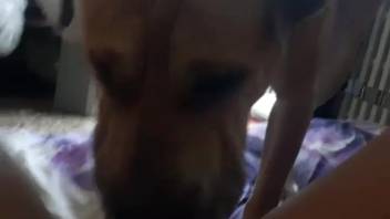 Extremely alluring beast tonguing a bestiality lover's steamy vagina