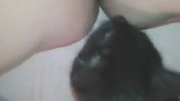 Lady allows her feline to come close and lap at her vagina in wild ways