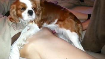 Hot canine disciplining the smooth bestiality enthusiast's orifice