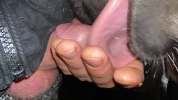 Guy with an flawless dick being completely tongued by a horse