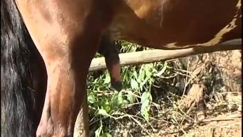 Blond woman dons a collar and performs oral on horses outside