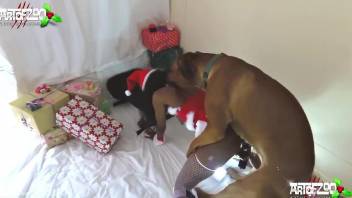 Ebony zoophile fucks her rabid dog on Christmas