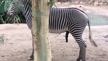 Zebra's dick gets the aroused bestiality enthusiast craving to screw