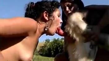 Pair of Latina babes adore one shared dick in a steamy clip