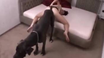 Sexy woman taped in a hotel room trying brutal sex with a dog