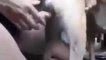 Guy ravaging this beast's narrow opening with his dick