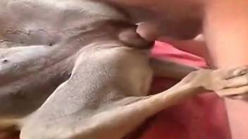 Nude porn perversions between a man and his dog in homemade scenes