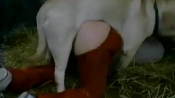 Sexy babe in red trousers being fucked by a hot canine