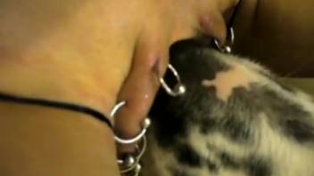 Tattooed vulva hottie being intensely tongued by a canine