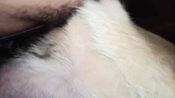 Aroused guy thrusts his cock into the female dog's vagina for added excitement