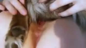 Steamy slit hottie getting pounded by a filthy pup