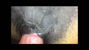 Mare's tan cunt being slammed from the rear