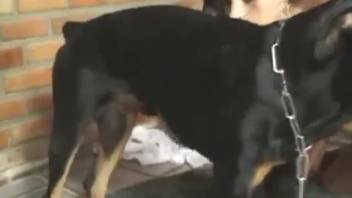 Hispanic vixens divide delectable canine shaft in extremely wicked homemade romp