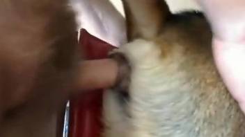 Dude puts his penis in a dog's tight hole an fucks it