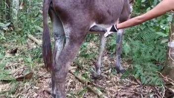 Enormous donkey dick sucked off by a sexy Latina woman