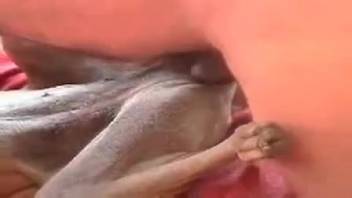 Ebony vixen drilled by a thick-rumped stud
