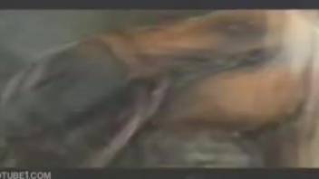Classic footage of an aroused lady slapping a stallion's dick