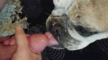 Hot bulldog takes a massive load from this dude's cock