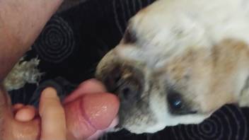 Sexy female bulldog receives a huge cumshot from that guy's dick