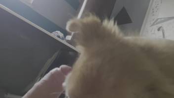 Aroused guy lets his fluffy companion lick and smell his stiff dick