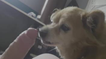 Horny male leaves his furry friend lick and sniff his erect penis