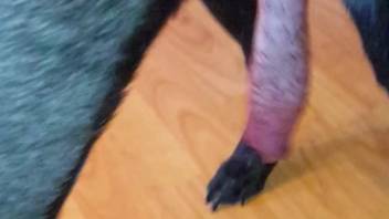 Alluring ebony beast revealing its crimson cock in close-up