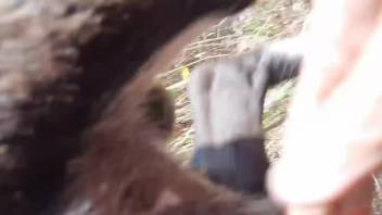 Guy savors delicious beast cock in hot outdoor zoo webcam fuck