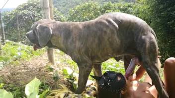 Eager female performs deepthroat on the rigid canine penis while being recorded
