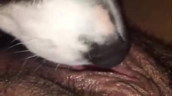 Shaved snatch babe being fully tongued by a canine
