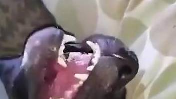Dude fucking a dirty animal with his huge cock