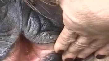 Sexy lady relishes authentic equine erotica in steamy homemade outdoor fetishes