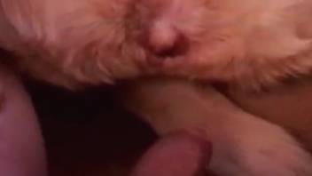 Steamy cunt being pounded in a bestiality web video
