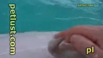 Guy jerking off a dolphin's cock until it squirts jizz