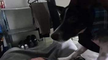 Dog makes owner come by licking his dick in a sloppy mode