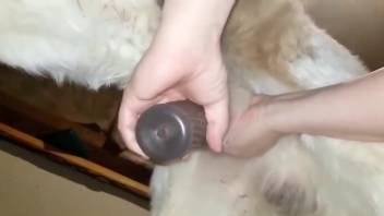 Horny male uses sex toy on dog's dick for intimate perversions