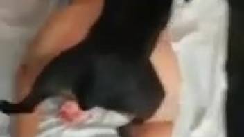 Ebony canine penetrates nude woman with bushy pussy in amateur adult video