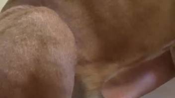 Canine mounts nude female after tonguing her clitoris and breasts