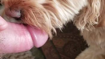 Unique pleasure for an aroused guy when the canine begins tonguing his cock