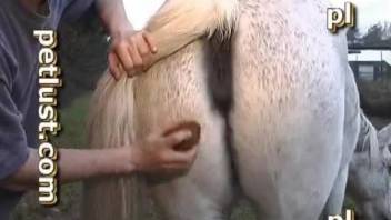 Brown horse gets banged by a lustful zoofil
