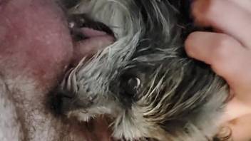 Guy inserts entire cock into fluffy canine's small vagina