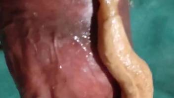 Snail gliding across a veiny cock right here